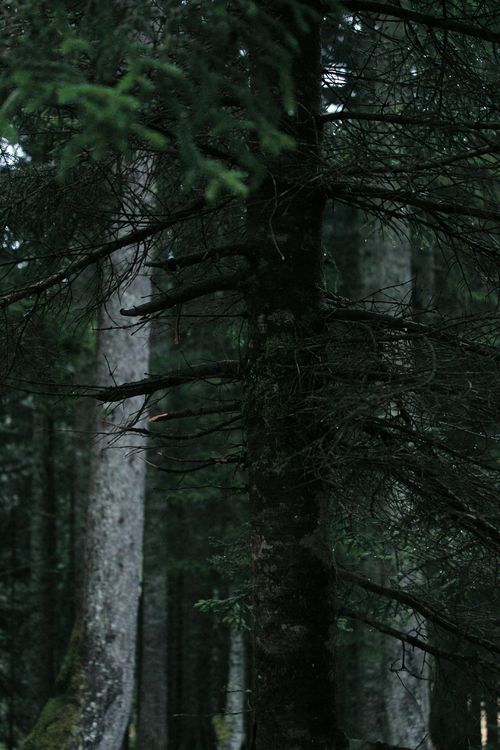 Free Dense coniferous forest displaying the serene beauty of evergreens in an overcast setting. Stock Photo