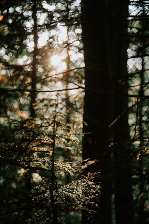 Ağaçların Arasında Güneş Işığı