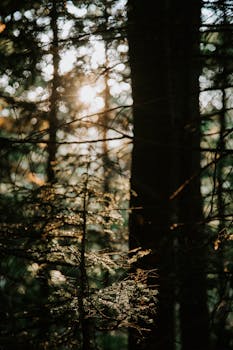 阳光穿过树木，为这片喜怒无常的森林营造出宁静而郁郁葱葱的氛围