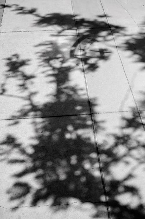 A black and white photo of a tree and its shadow