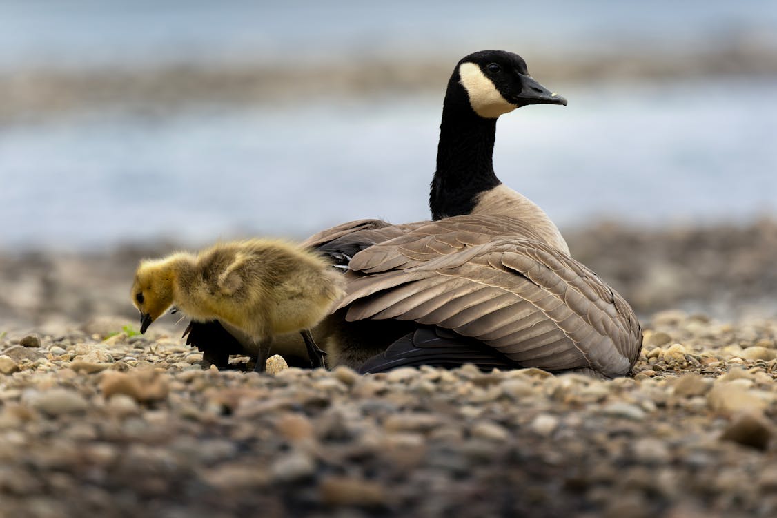 A goose and her baby on the beach