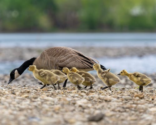 Free stock photo of goose, goslings