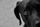 black dog
