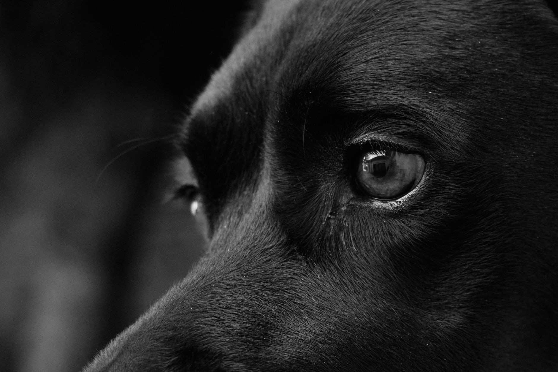 Veterinarian examining a dog during a checkup