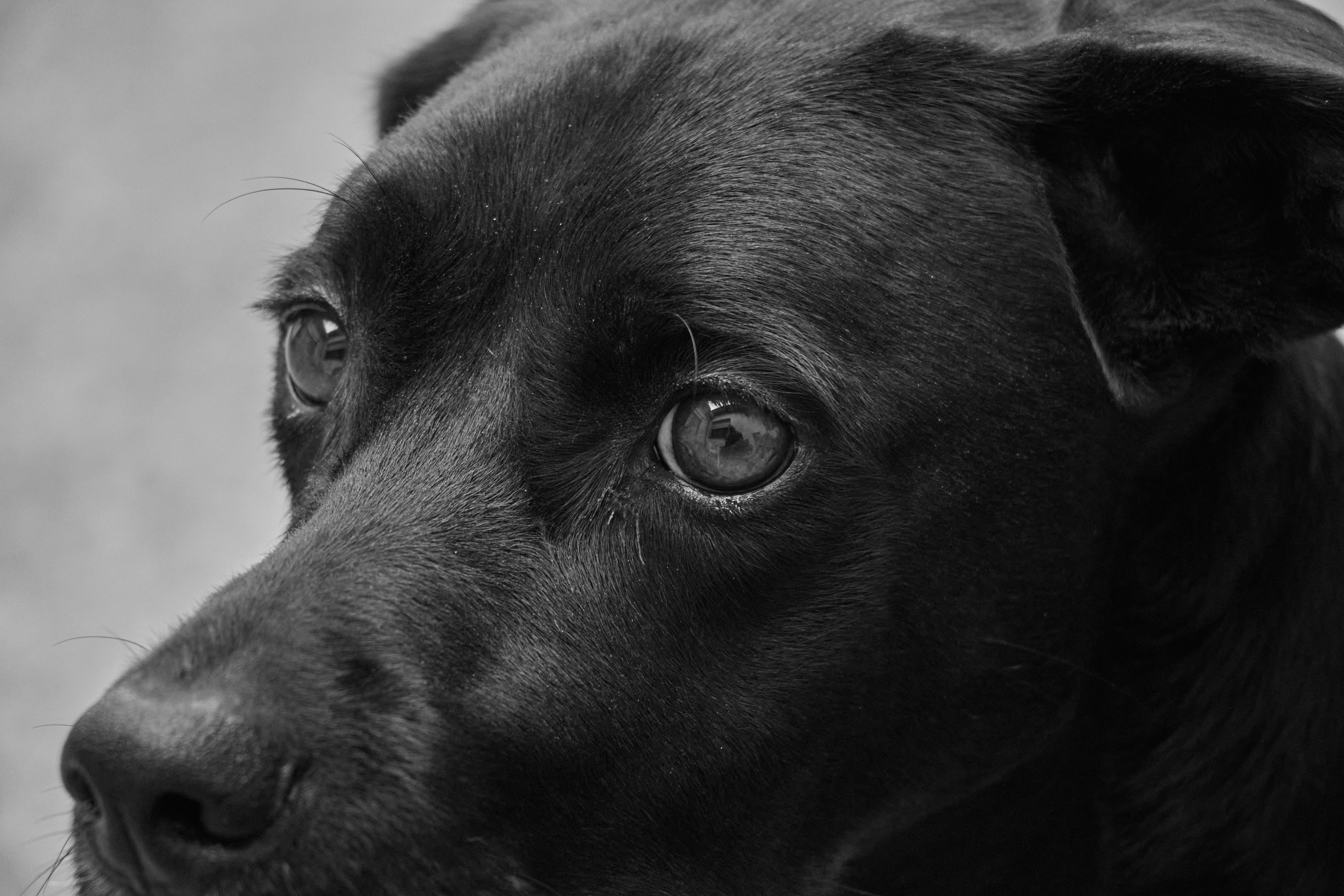 Veterinarian examining a pet during a checkup