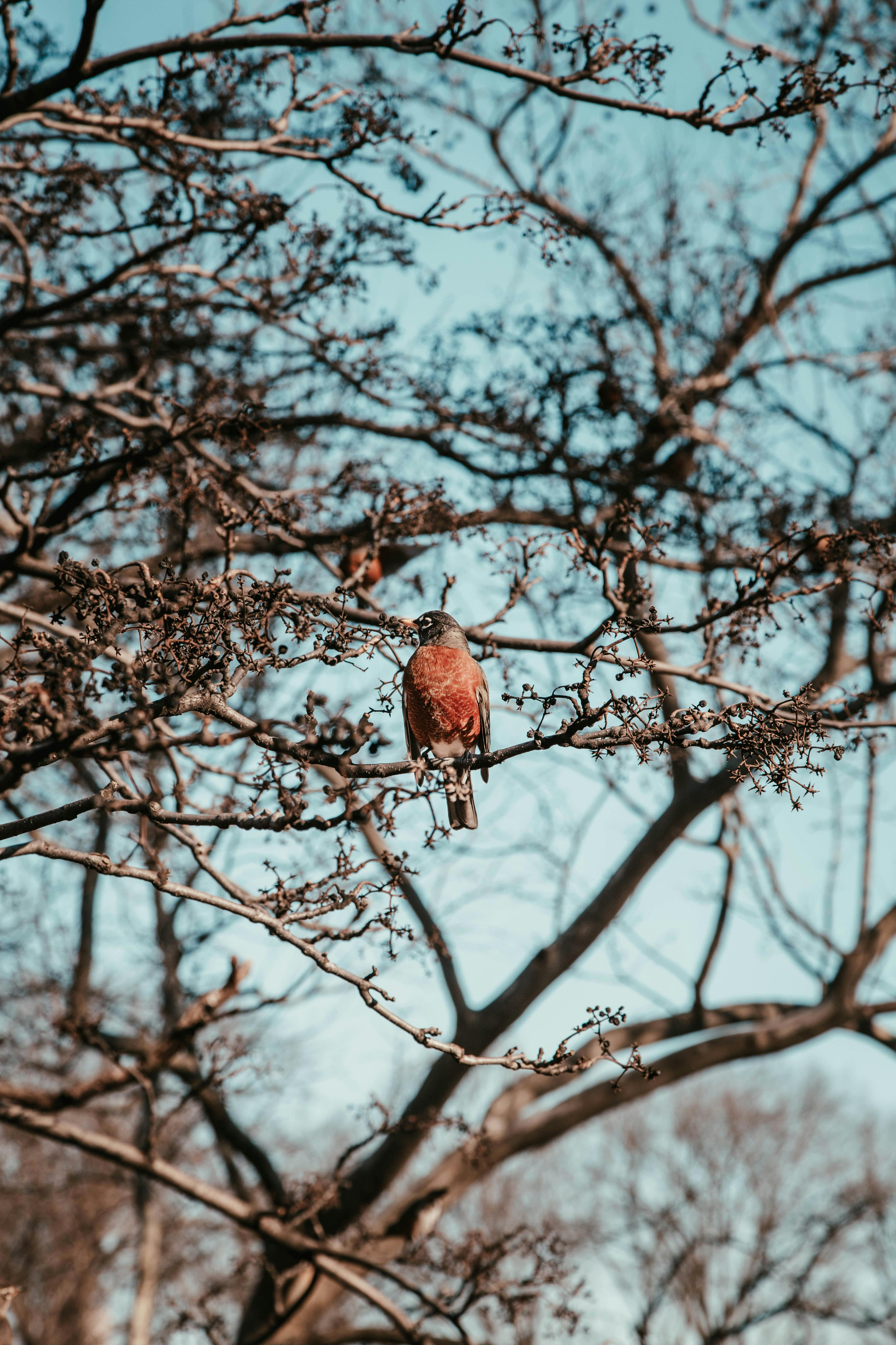 brown bird on tree