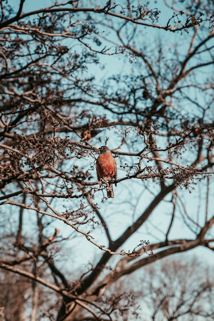 Brown Bird On Tree