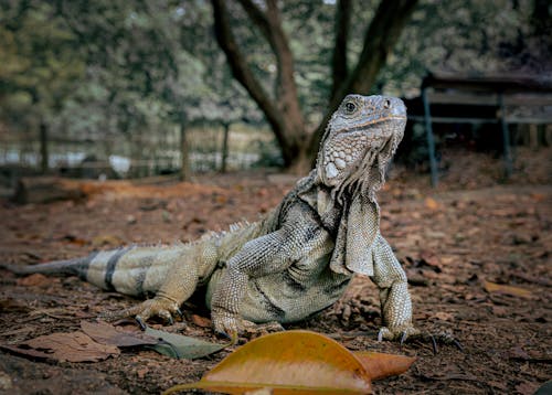 Foto d'estoc gratuïta de animal, iguana, jungla