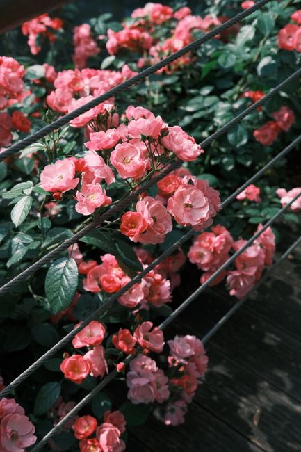 Beautiful pink roses blooming against a railing in an outdoor garden setting.