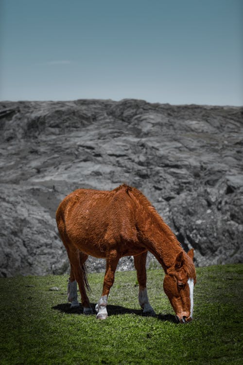 Fotobanka s bezplatnými fotkami na tému hora, hracie pole, kôň