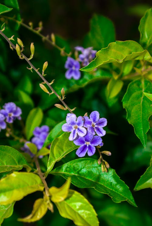 Immagine gratuita di fiori viola, tinyflowers