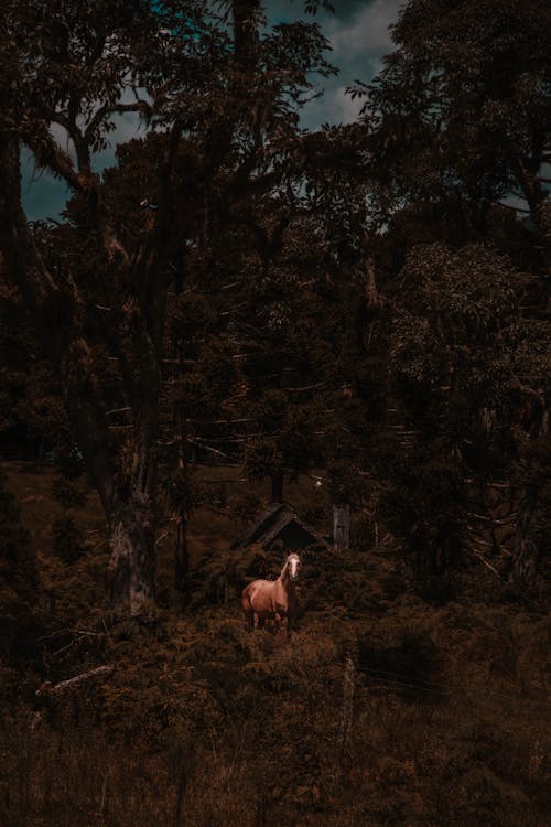 匹棕色的馬，站在樹林裡