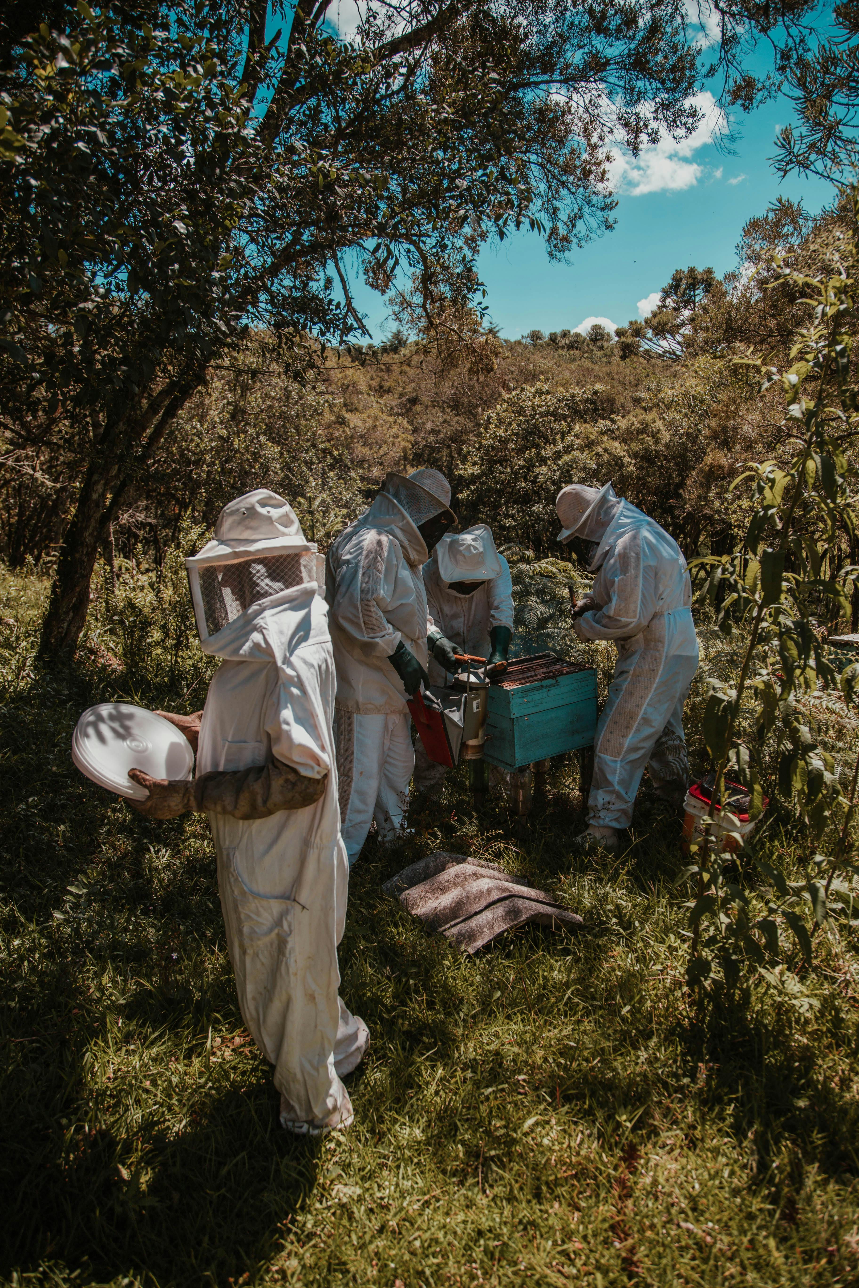 Four People Harvesting Honey · Free Stock Photo