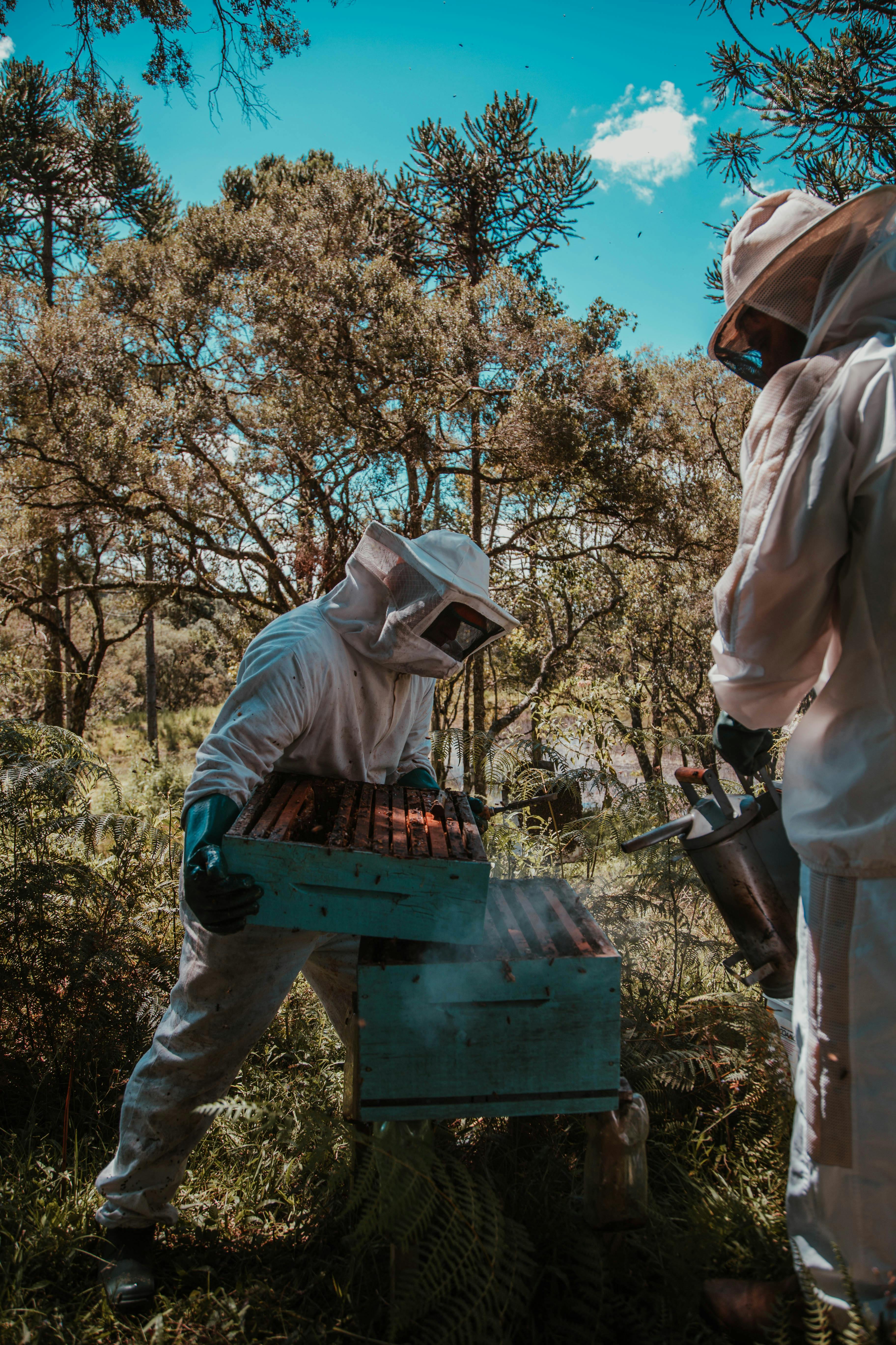 Beekeeper Photos, Download The BEST Free Beekeeper Stock Photos & HD Images