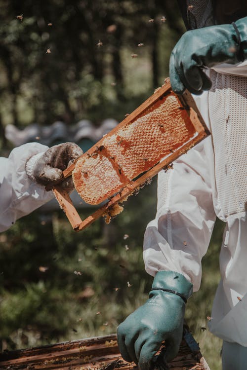 Person Holding Fresh Honeycomb