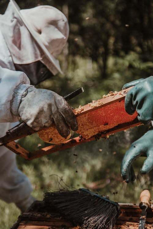 Person Collecting Honey