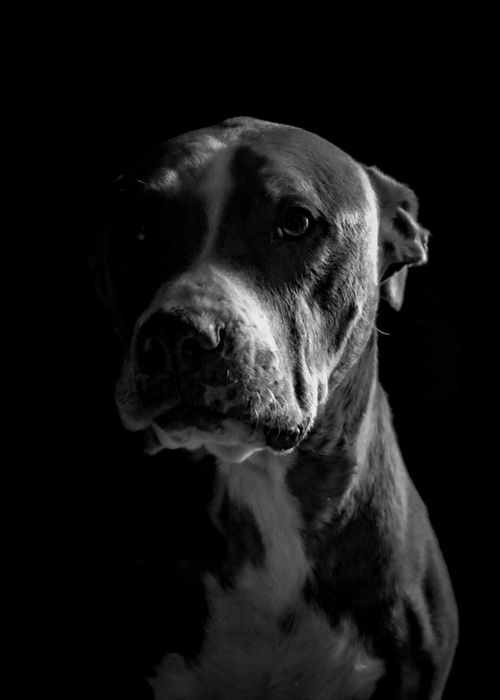 Free Close-up black and white portrait of a pit bull dog on a dark background. Stock Photo