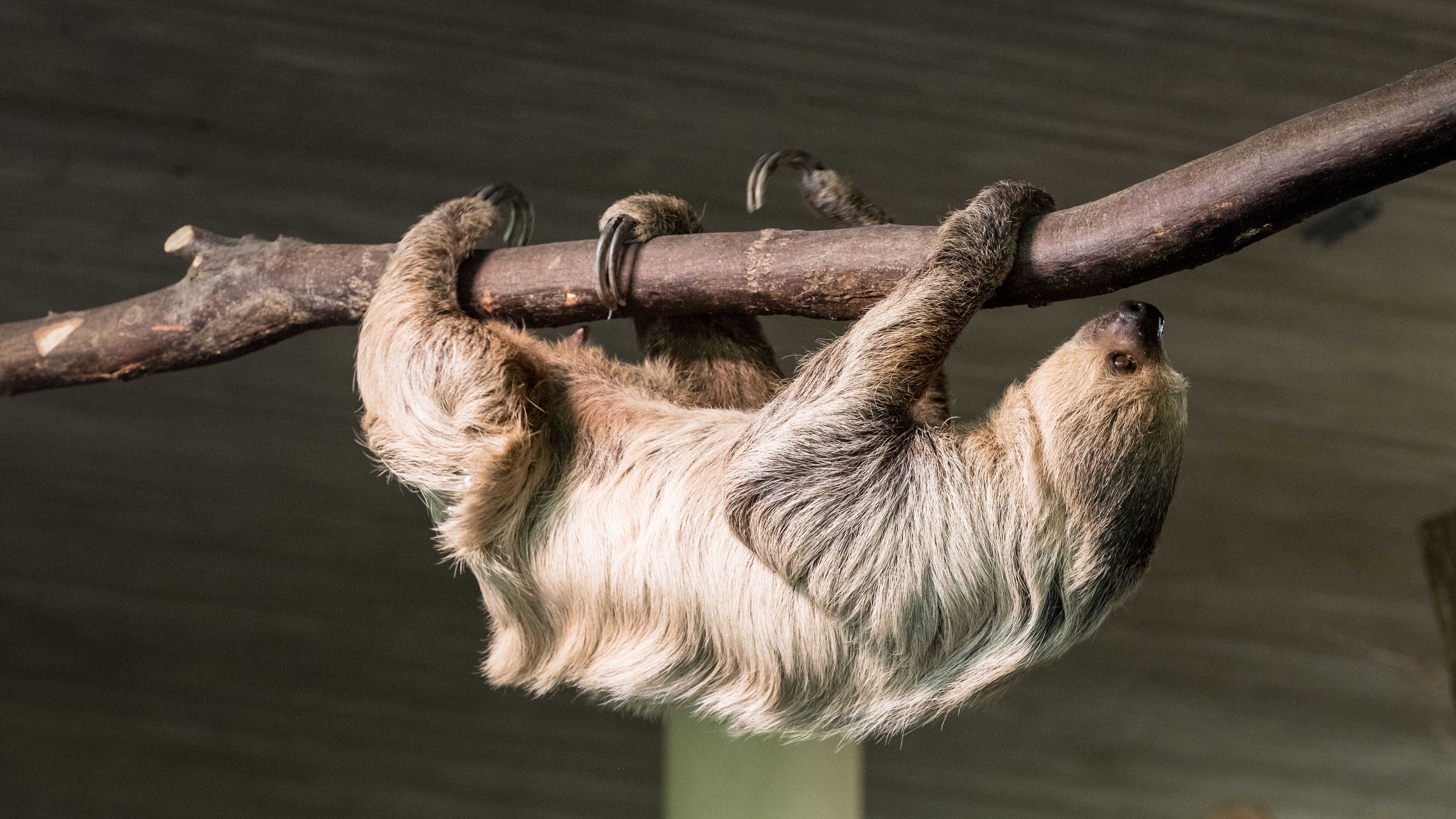 Sloth Encounter
