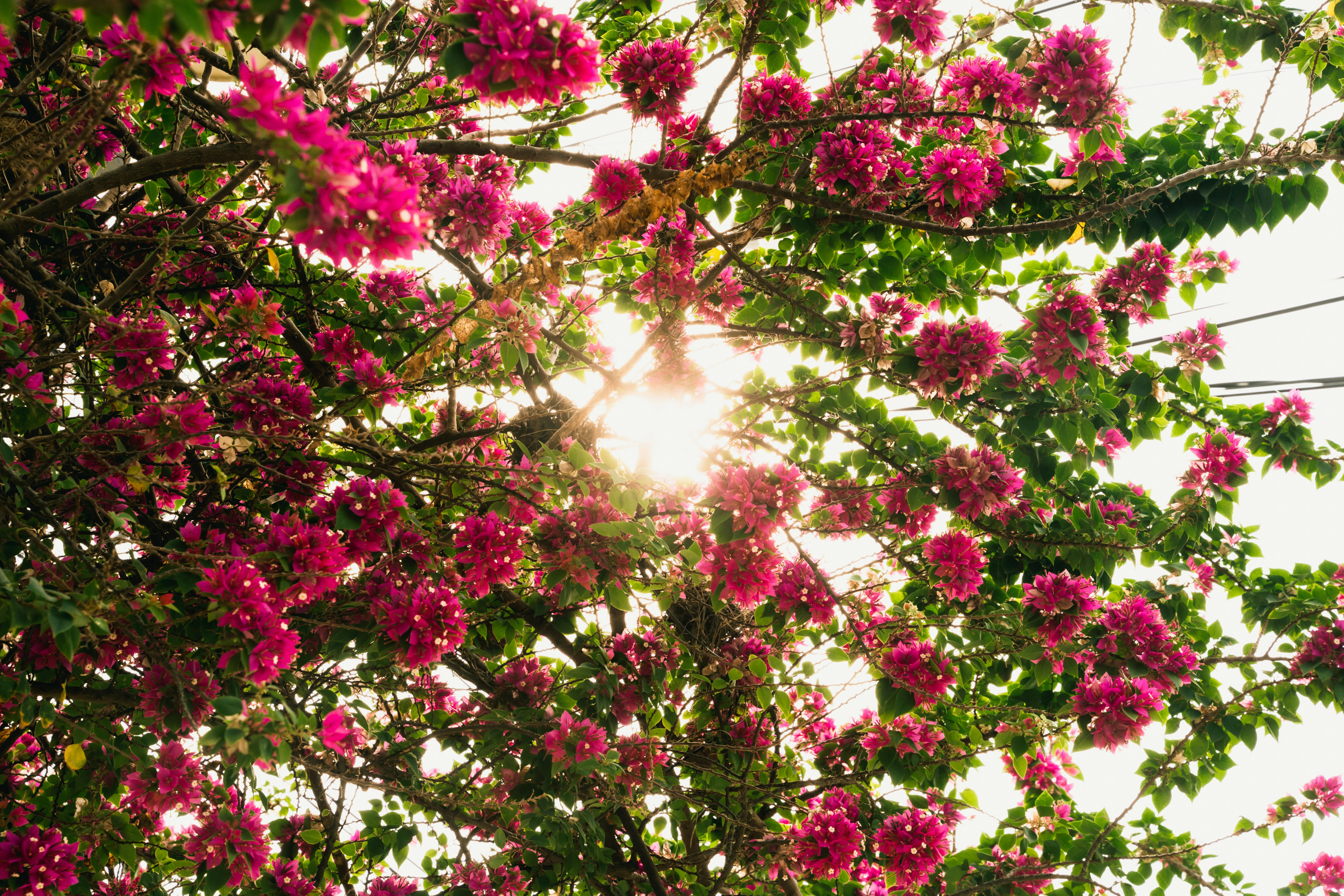 Sunlit bougainvillea branches in vibrant bloom. Perfect for nature and flora themes.