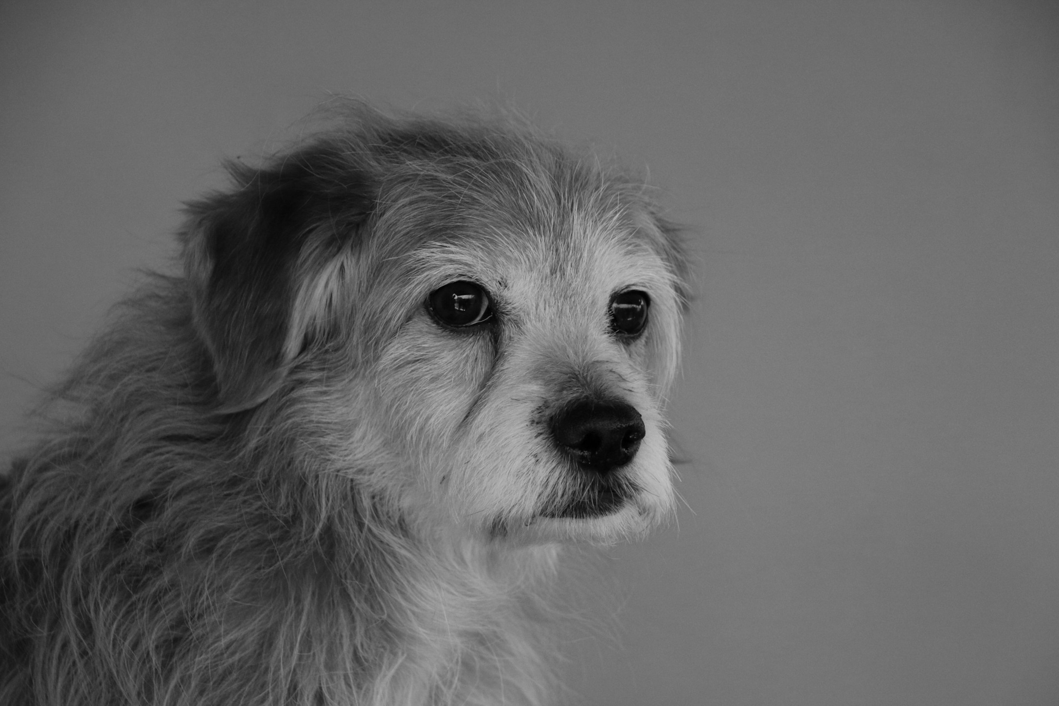 Advanced Insight 1: The Canine Grimace Scale