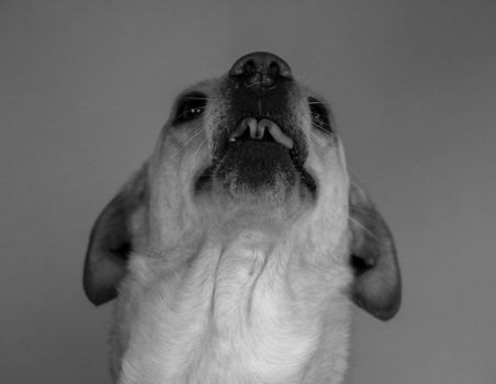 Close-up black and white portrait of a dog's expressive face, showcasing its unique features.