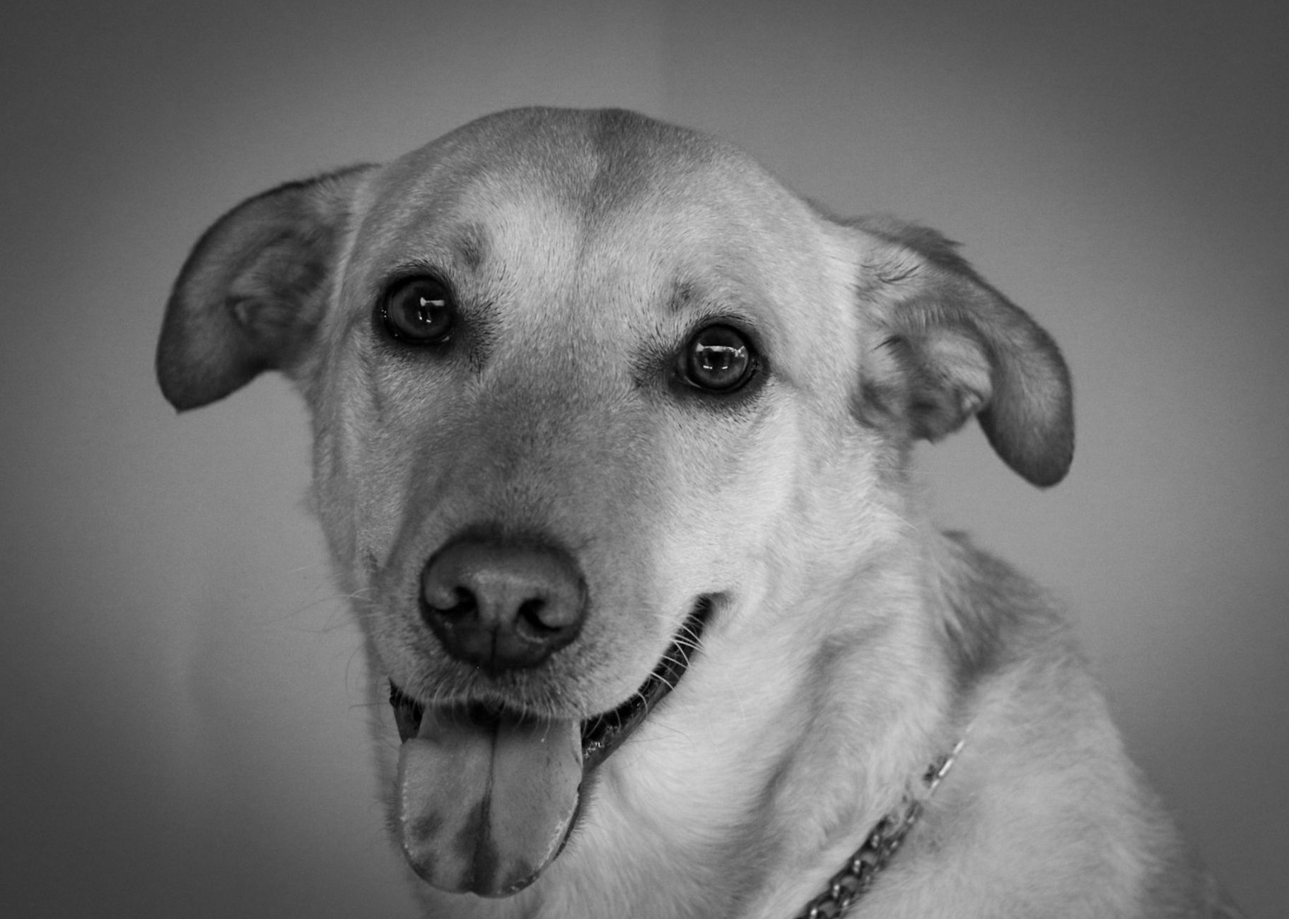 Veterinary care for a dog