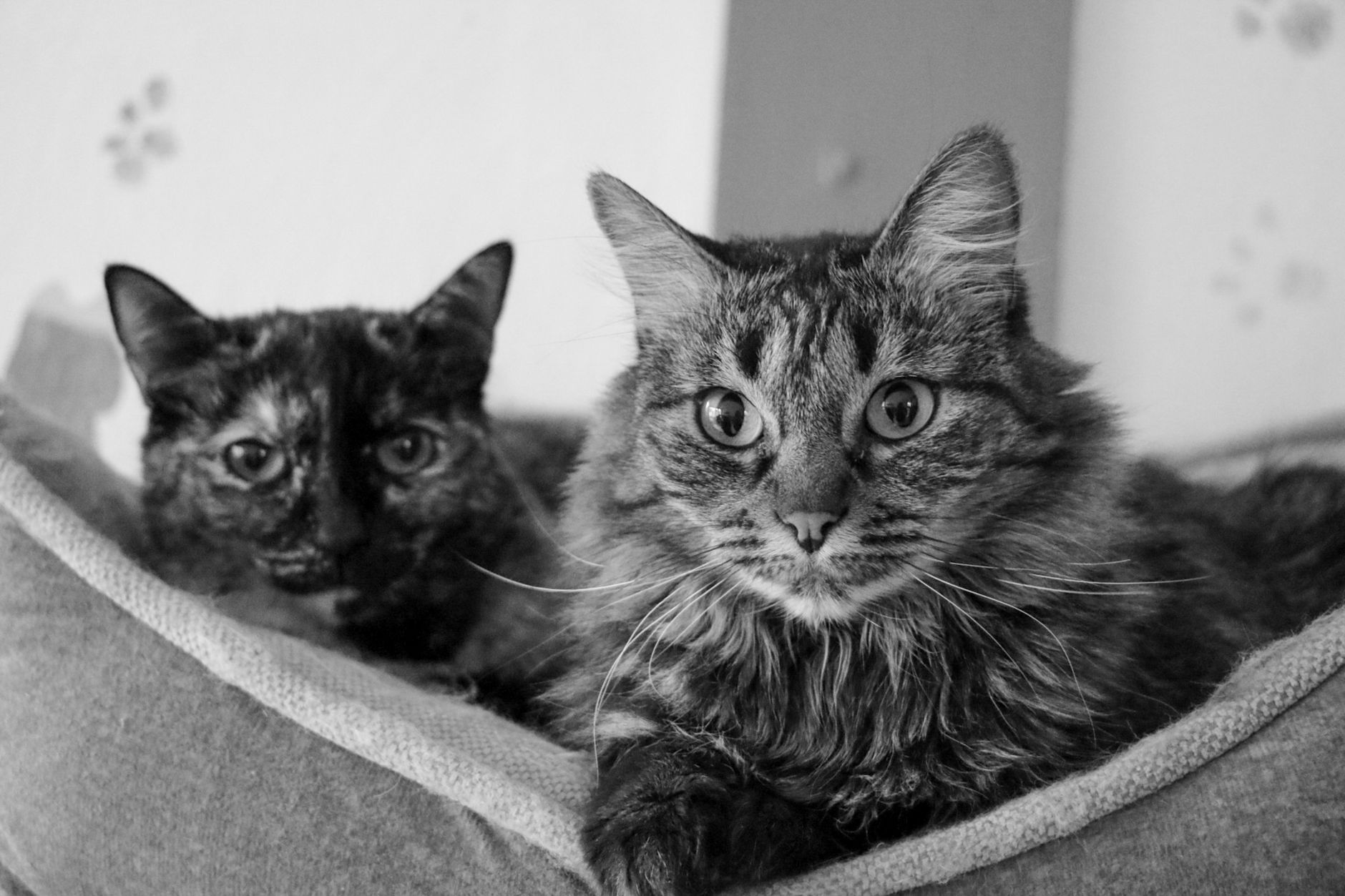 Healthcare and wellness consultation for a cat