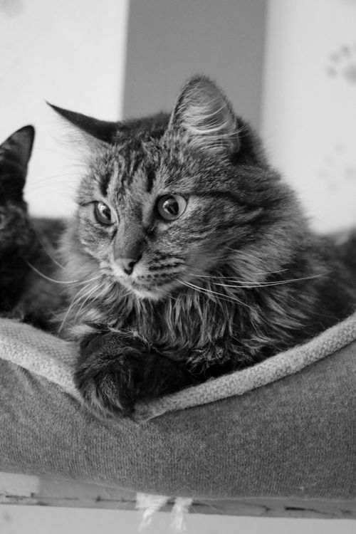 Free A detailed black and white portrait of a Maine Coon cat resting on a blanket. Stock Photo
