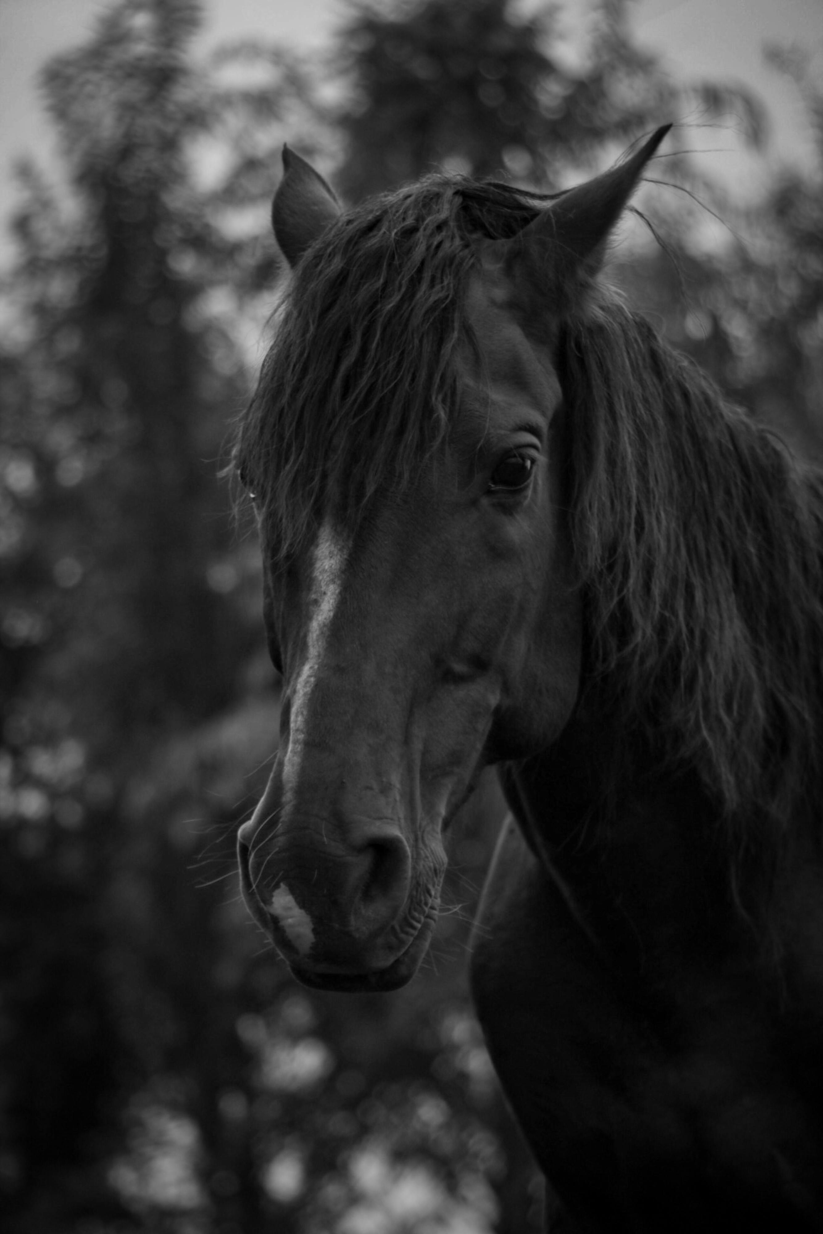 Artistic black and white portrait capturing a chestnut horse's expressive features.