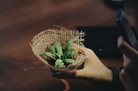 手持用粗麻布包裹的盆栽植物，在室内木桌上的特写
