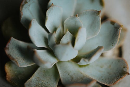 Fotobanka s bezplatnými fotkami na tému agáva, aloe, chrbtica