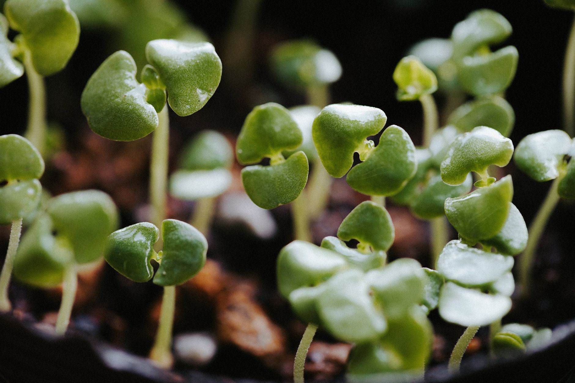 early spring garden sprouts close up