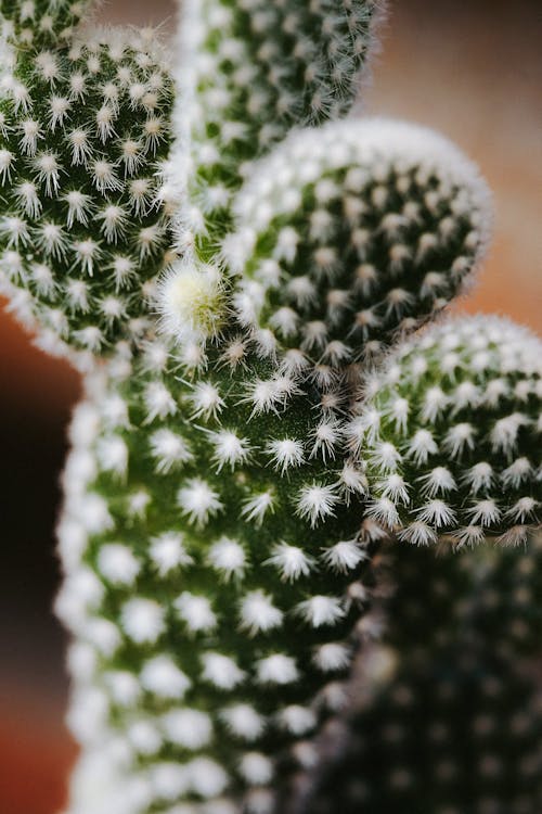 Fotobanka s bezplatnými fotkami na tému bodec, botanický, chrbtica