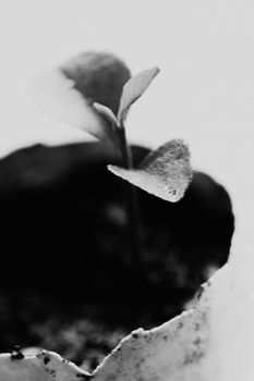 Artistic black and white close-up of a seedling in soil reflecting growth.
