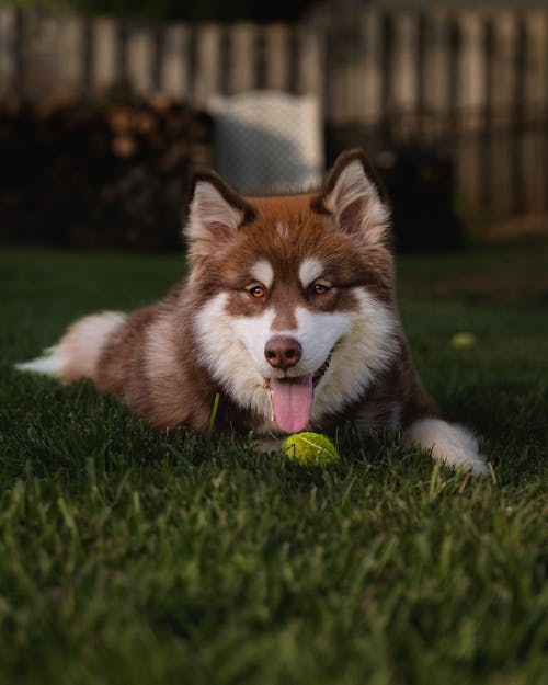 A husky dog laying in the grass with a tennis ball