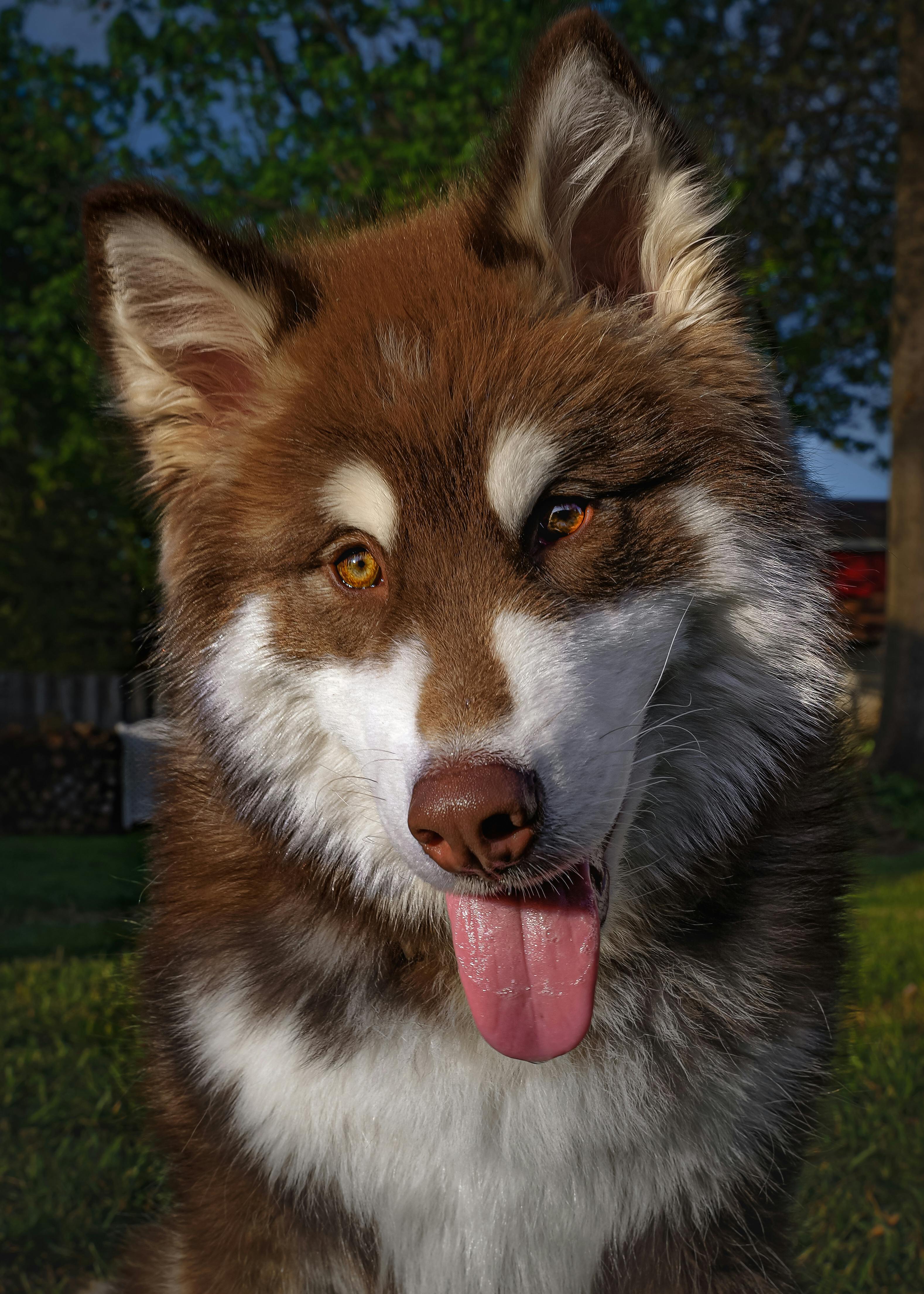 Portrait of an Alaskan Malamute dog with vibrant fur and bright eyes in an outdoor setting, showcasing its playful nature.