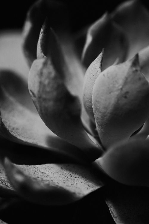 Free Stunning black and white close-up of a succulent plant leaf. Perfect for modern decor. Stock Photo