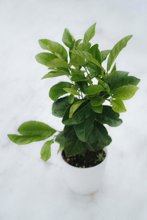 土, 增長, 室內植物 的 免费素材图片