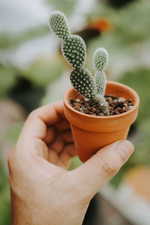 Free Detailed view of a hand holding a small potted cactus plant, showcasing growth and texture. Stock Photo