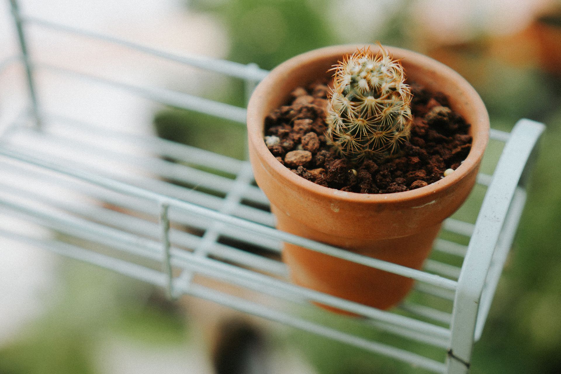 Close-up of a Tiny Cactus in a Pot
