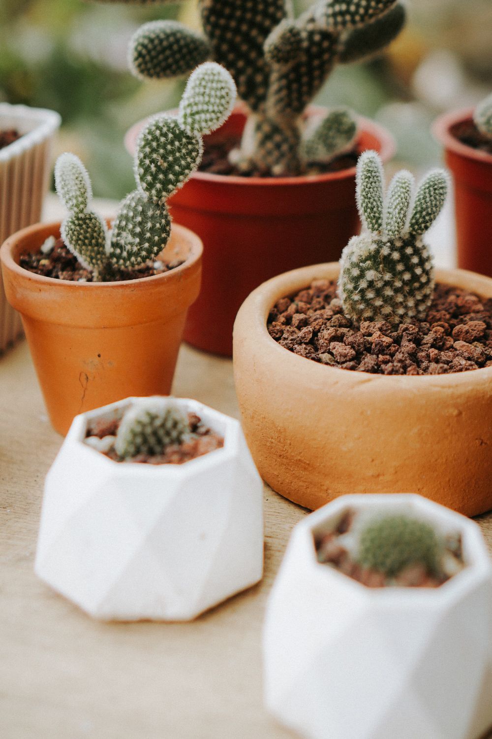 Pears Pots Prickly Pear Cacti in Pots Standing on a Table · Free Stock Photo