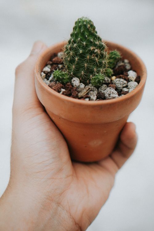 Free A close-up of a hand holding a small cactus in a terracotta pot, showcasing growth and gardening. Stock Photo