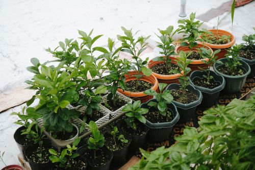 Free Lush green plants potted in various containers under bright sunlight. Stock Photo