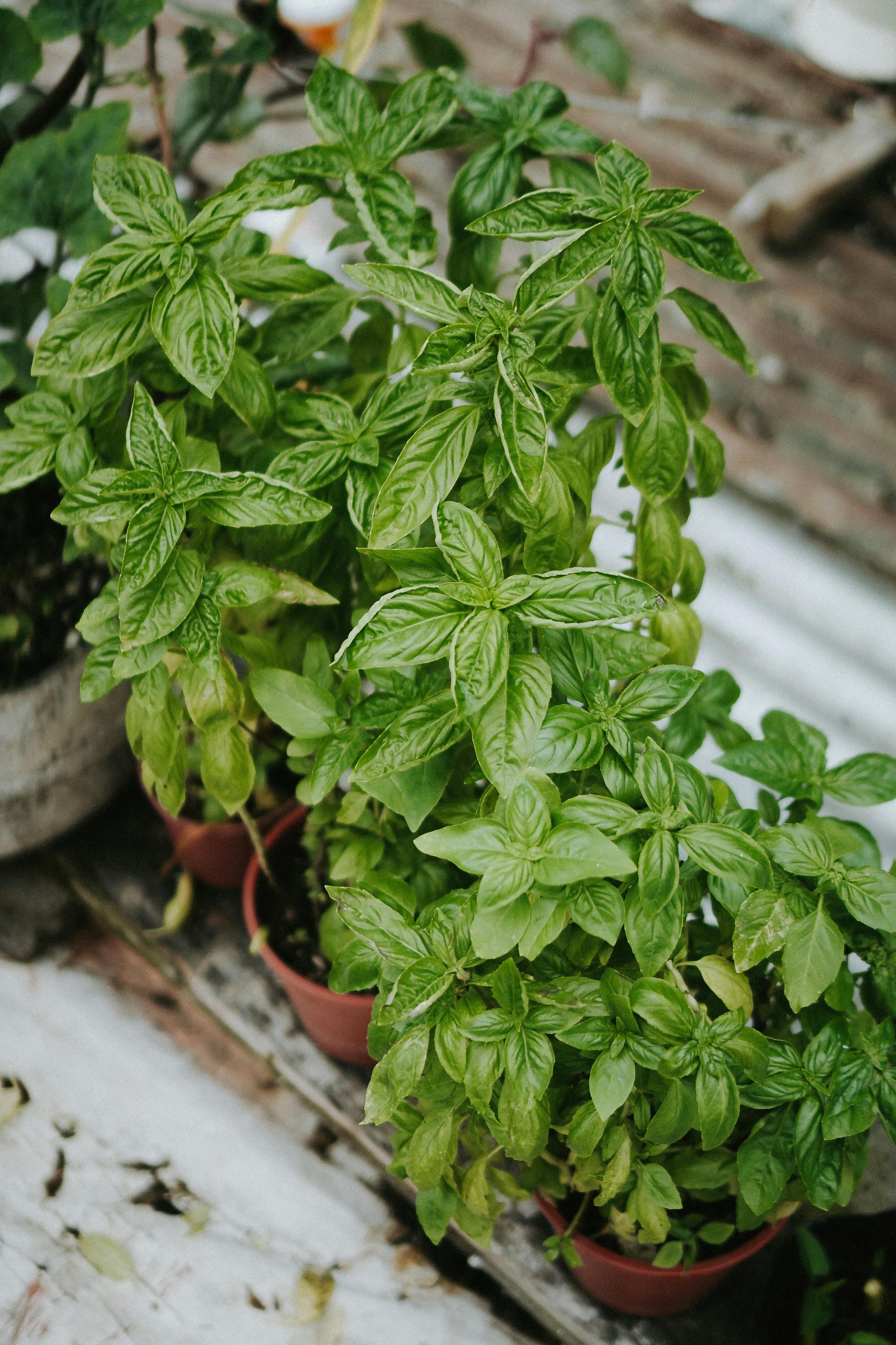 Close-up of thriving basil plants in pots on a rustic outdoor setup.