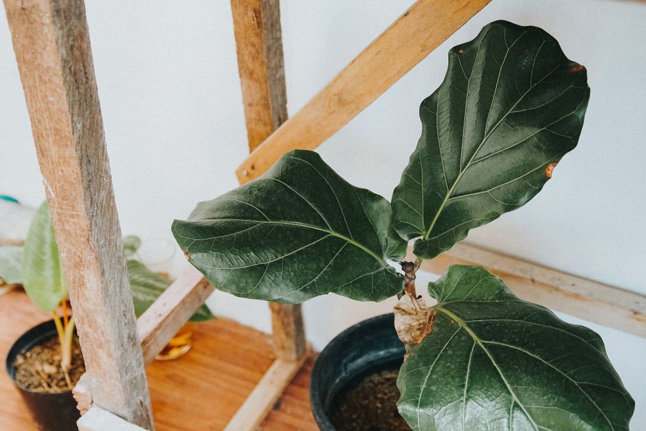 Close-up of a fiddle leaf fig in a cozy indoor setting. Perfect for interior design concepts.