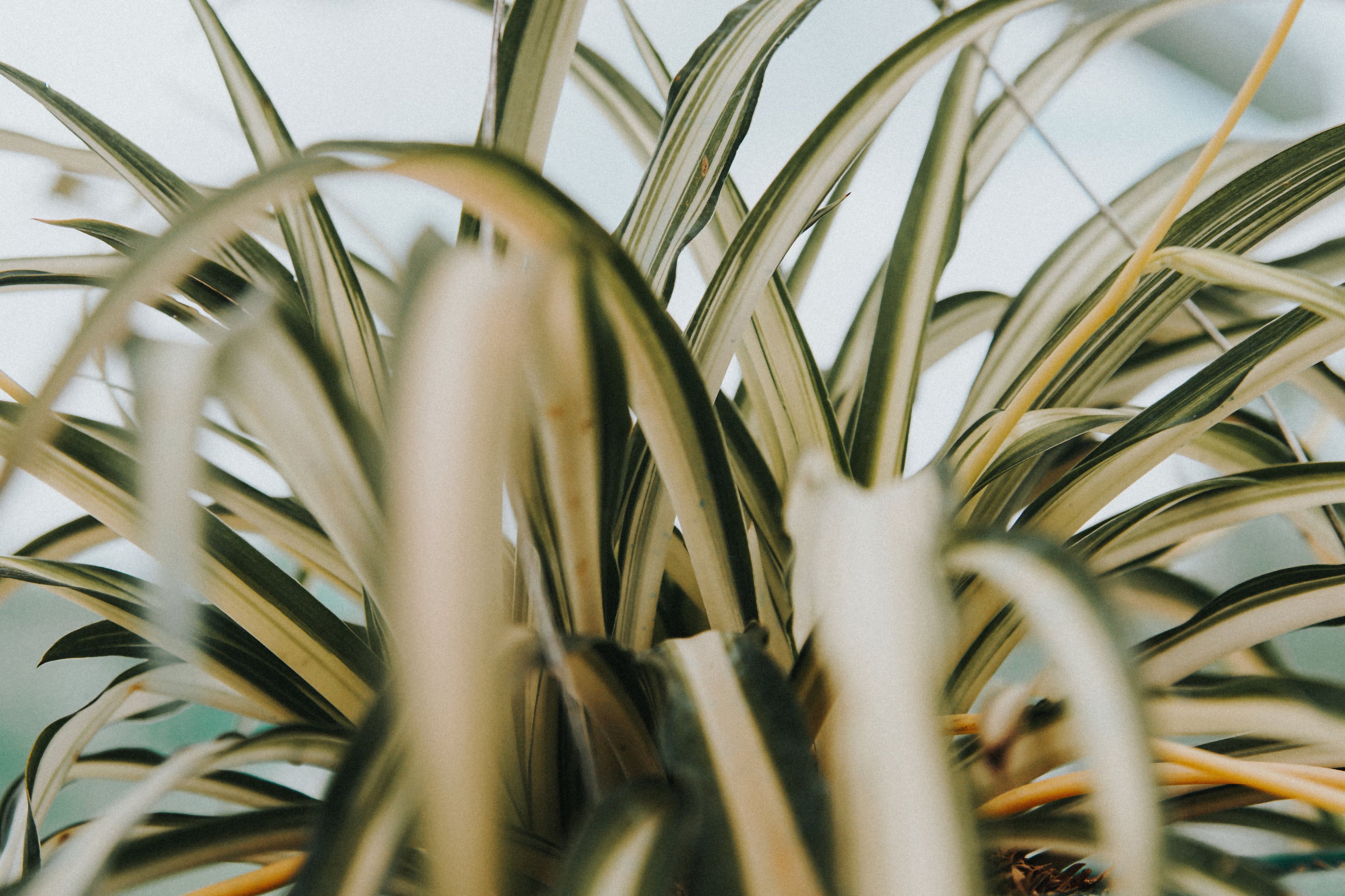 Feuilles jaunes sur vos plantes d'intérieur : les 7 causes que vous ignorez (et les remèdes maison q