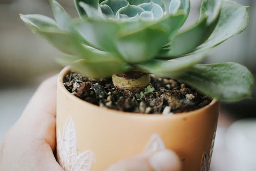 仙人掌, 增長, 多肉植物 的 免费素材图片