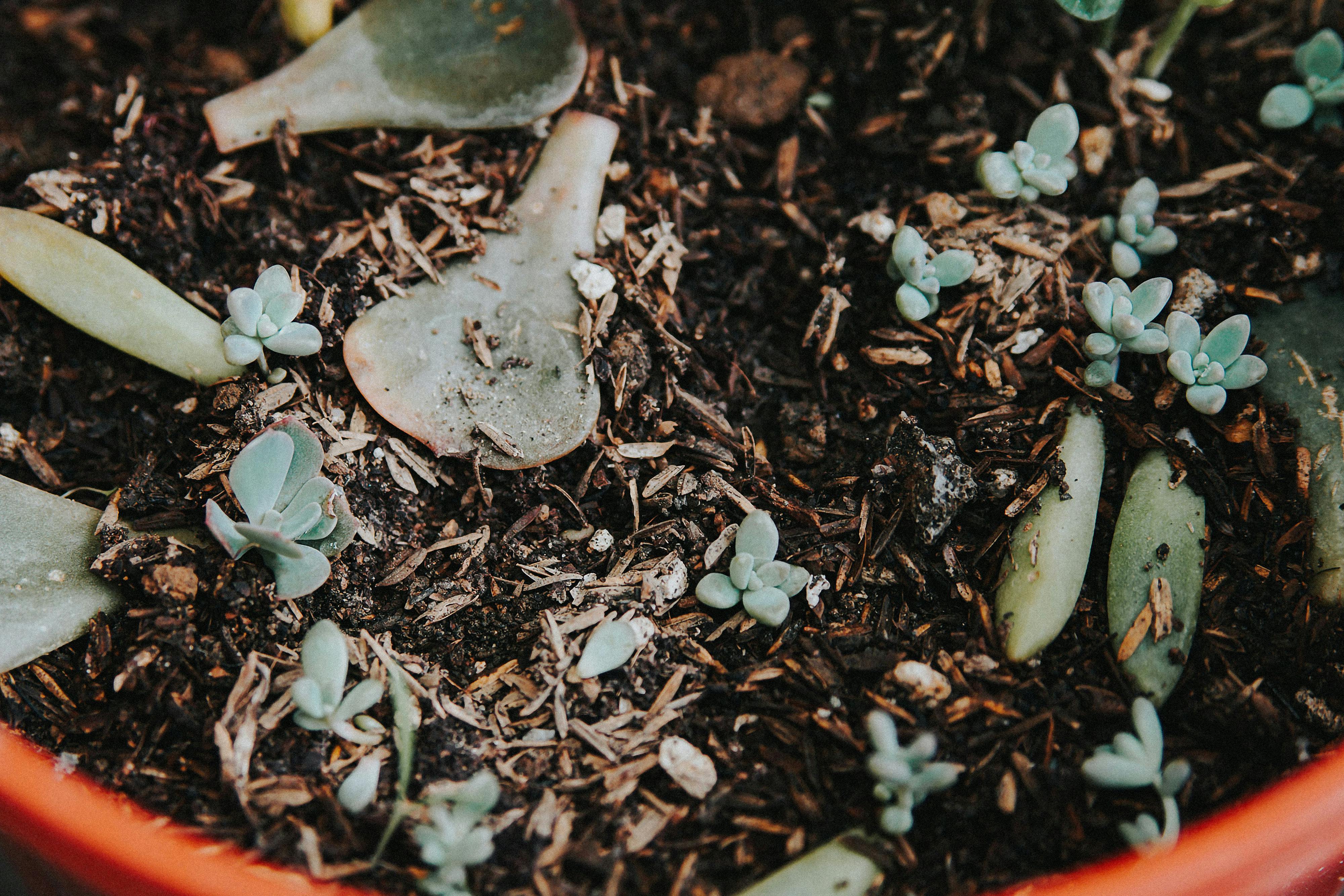 https://www.pexels.com/photo/close-up-of-tiny-succulents-growing-in-a-pot-with-soil-22610791/