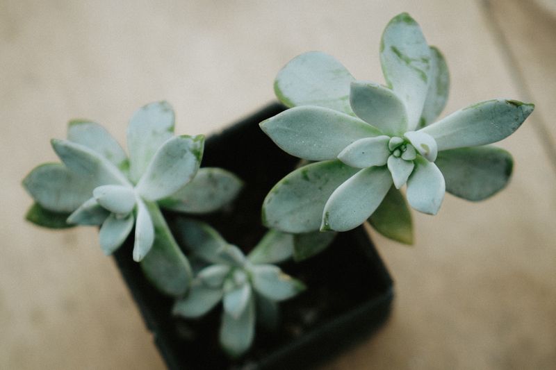 dark green cast iron plant in a simple pot