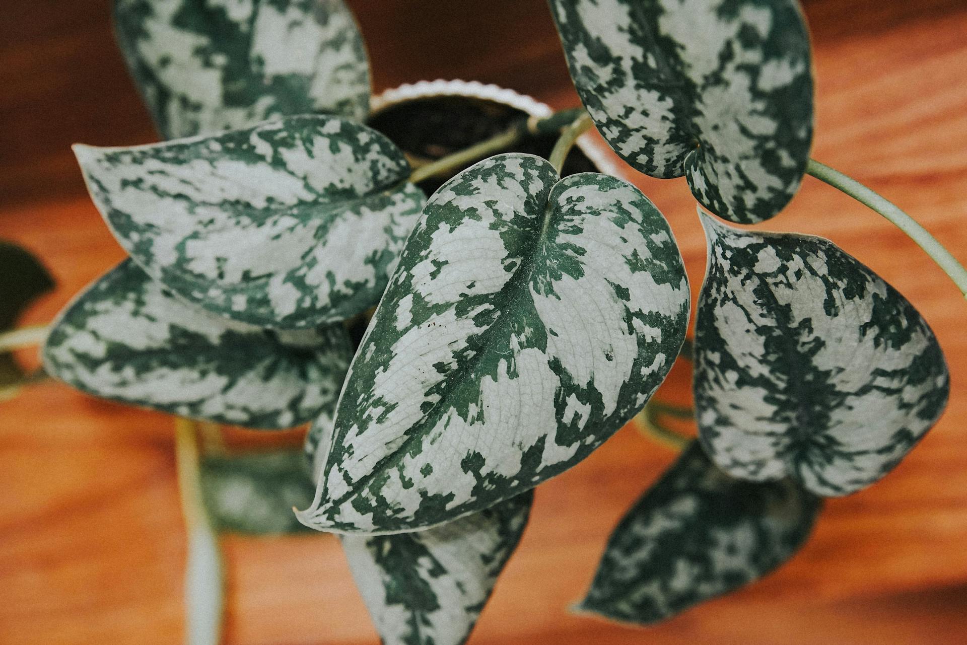 Close-up of Leaves of Satin Pothos